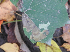 Phytomyza hydrophyllivora