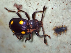 Eumorphus tetraspilotus