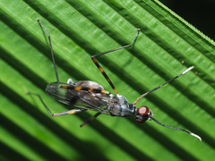 Hybobata fuelleborni