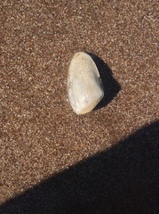 Amarilladesma mactroides