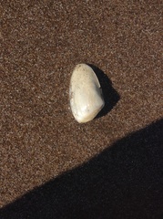 Amarilladesma mactroides