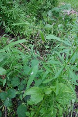 Urtica perconfusa