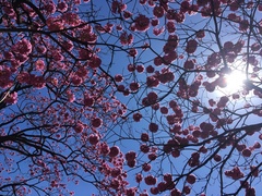 Handroanthus heptaphyllus