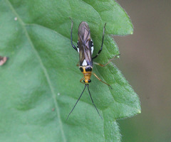 Pachypeltis humerale