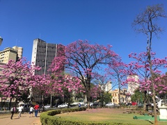 Handroanthus heptaphyllus