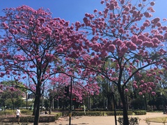 Handroanthus heptaphyllus