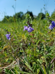 Scutellaria drummondii