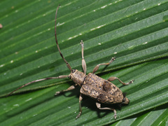 Ropicomorphoides turneri