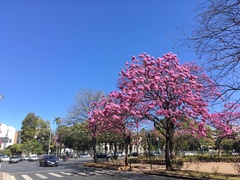 Handroanthus heptaphyllus
