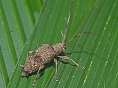 Ropicomorphoides turneri