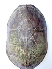 Kinosternon herrerai