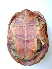 Kinosternon herrerai