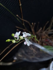 Cranichis ciliilabia