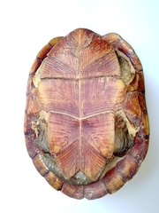 Kinosternon herrerai