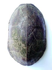 Kinosternon herrerai