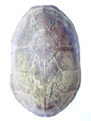 Kinosternon herrerai