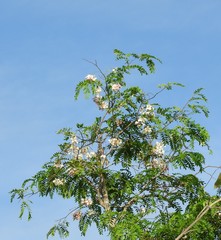 Cassia javanica