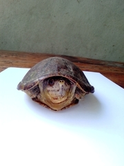 Kinosternon herrerai