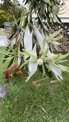 Buckinghamia celsissima