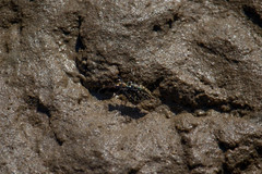 Eunota gabbii