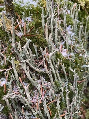 Cladonia cenotea
