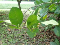 Dillenia suffruticosa