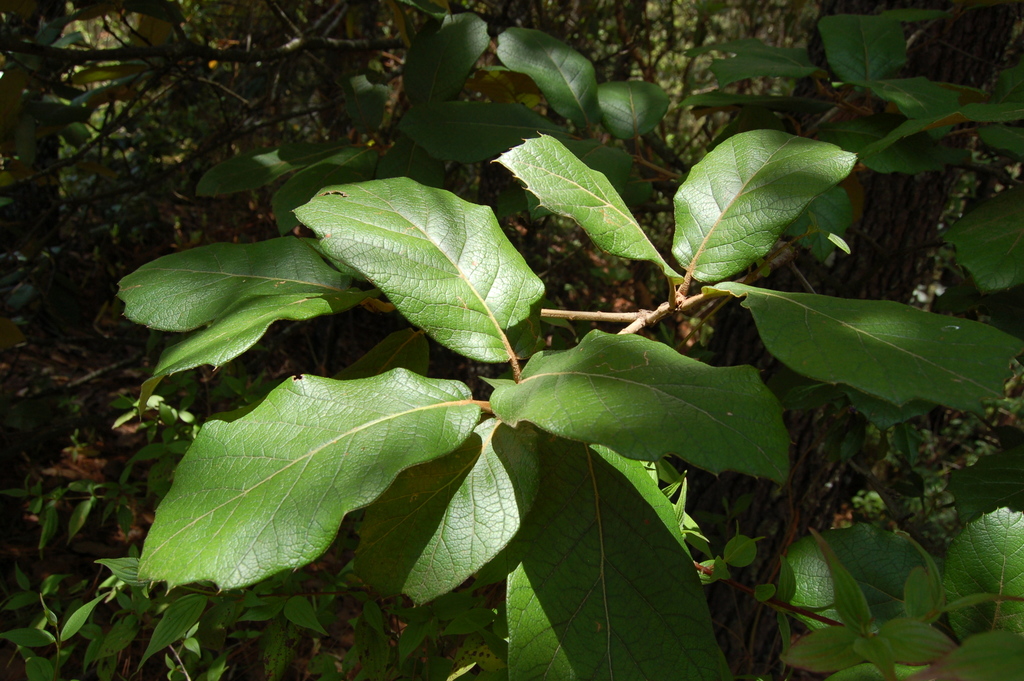 Leather leaf mexican oak from Chajtoj, Chiapas on May 17, 2009 by ...