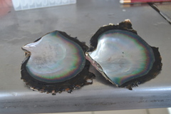 Pinctada margaritifera