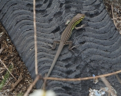 Cnemidophorus ruatanus