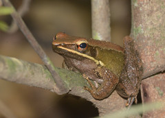 Indosylvirana caesari