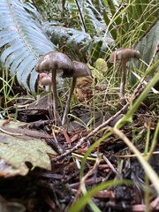 Psilocybe baeocystis