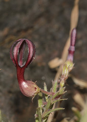 Ceropegia jainii
