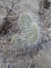 Opuntia trichophora