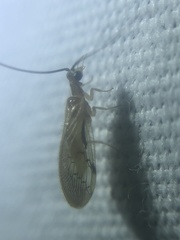 Climacia