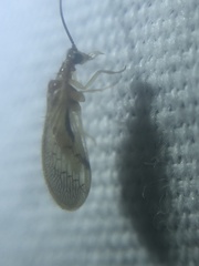 Climacia