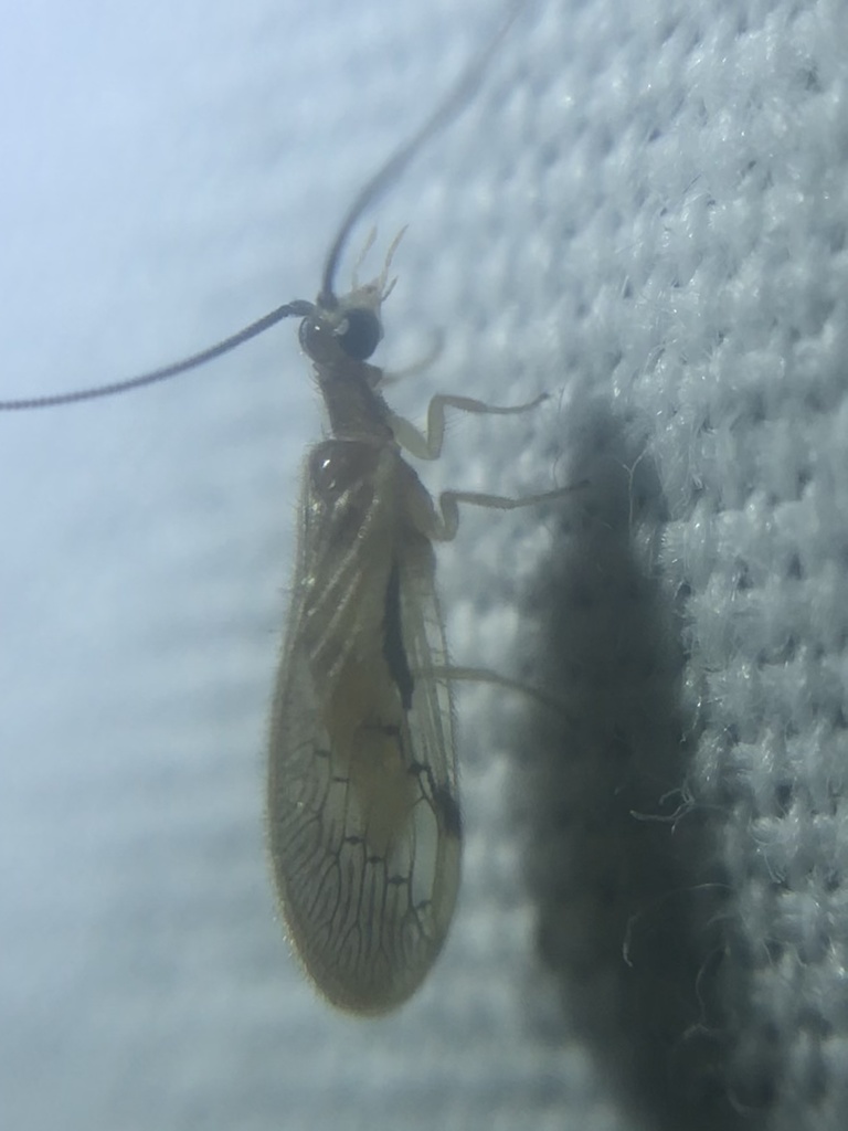 Climacia chapini