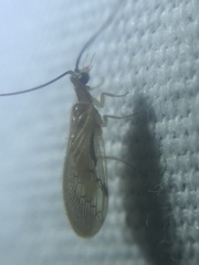 Climacia