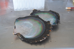 Pinctada margaritifera