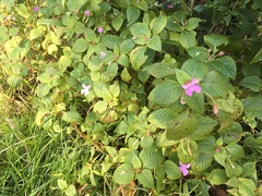 Impatiens hoehnelii