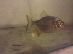 Serrasalmus maculatus