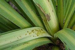 Epiphryne verriculata