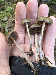 Psilocybe baeocystis