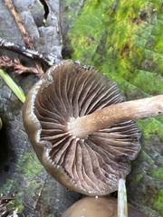 Psilocybe baeocystis