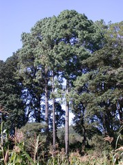 Pinus pseudostrobus apulcensis