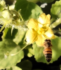 Apis mellifera