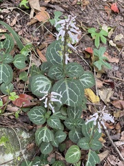 Plectranthus oertendahlii