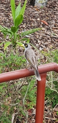 Manorina melanocephala
