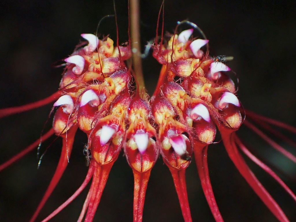 Bulbophyllum gracillimum (Rolfe) Rolfe 2