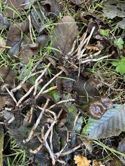 Psilocybe baeocystis