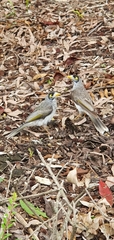 Manorina melanocephala